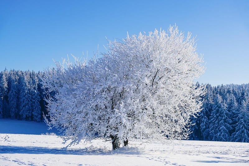 Winter Warmers